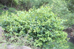 Cissus repens
